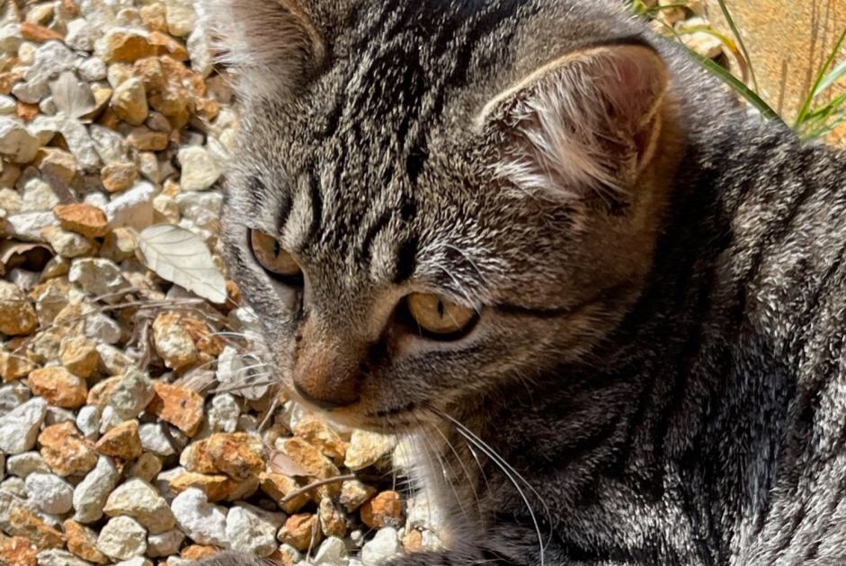 Disappearance alert Cat Female , 2 years Seignosse France
