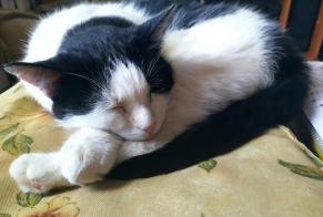 Disappearance alert Cat  Male , 8 years Créhen France