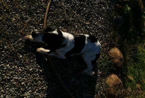 Discovery alert Dog miscegenation Female Linguizzetta France