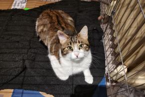 Discovery alert Cat Male , 2 years Seyne France