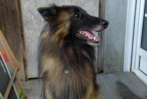 Disappearance alert Dog  Male , 6 years Val d'Anast France