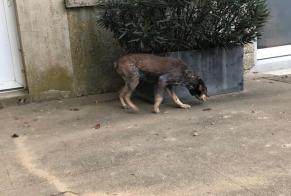 Discovery alert Dog  Female Berchères-les-Pierres France