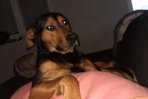 Disappearance alert Dog miscegenation Male , 6 years Cindré France