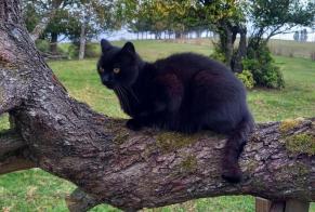 Disappearance alert Cat Male , 12 years Grostenquin France