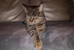 Disappearance alert Cat  Female , 1 years Villefranche-sur-Saône France