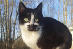 Discovery alert Cat Female Heiltz-le-Maurupt France