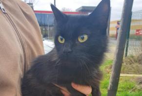 Discovery alert Cat Female Saclas France