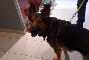 Discovery alert Dog miscegenation Female , 2 years Villers-lès-Nancy France