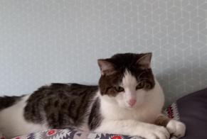 Disappearance alert Cat Male , 2 years Saint-Max France