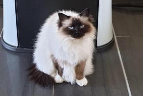 Disappearance alert Cat  Female , 6 years Berru France