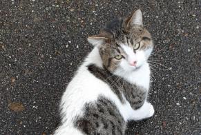 Discovery alert Cat Male Metz France