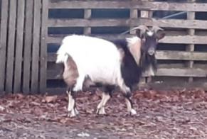Discovery alert Goat Male Trensacq France