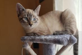 Disappearance alert Cat miscegenation Female , 1 years Corny-sur-Moselle France