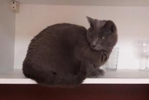 Disappearance alert Cat miscegenation Female , 7 years Lille France