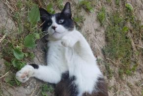 Disappearance alert Cat miscegenation Male , 5 years Tressan France