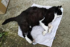 Discovery alert Cat Female Vaulx-en-Velin France