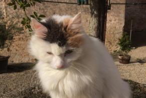Disappearance alert Cat miscegenation Female , 7 years Bergères-sous-Montmirail France