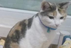 Disappearance alert Cat Female , 5 years Sainte-Colombe France