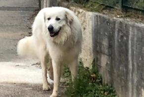 Discovery alert Dog  Unknown Bourgoin-Jallieu France