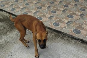 Discovery alert Dog miscegenation Female Sainte-Anne France