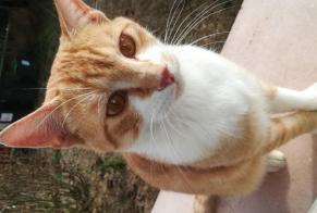 Discovery alert Cat Male Athis-Mons France