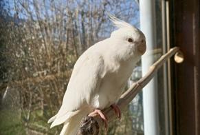 Disappearance alert Bird Female , 2022 years Vieilley France