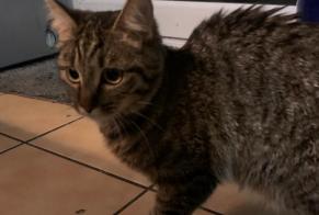 Discovery alert Cat Female Lille France