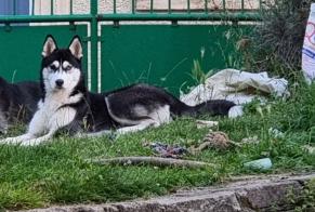 Disappearance alert Dog  Female , 2 years Vavincourt France