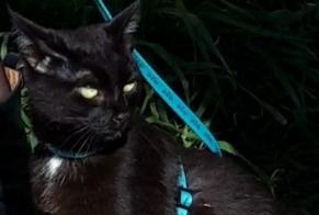 Disappearance alert Cat Male , 2 years Montpellier France