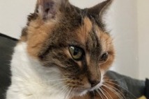 Disappearance alert Cat miscegenation Female , 15 years Ballancourt-sur-Essonne France