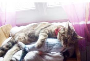 Disappearance alert Cat  Female , 1 years Nogent-le-Rotrou France