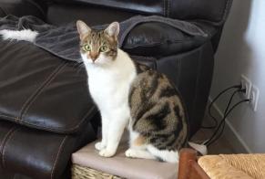 Disappearance alert Cat  Female , 2 years Angicourt France
