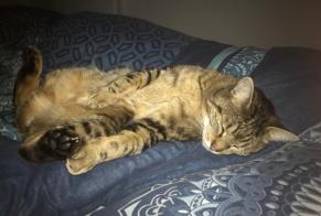 Disappearance alert Cat Male , 8 years Cercier France