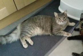 Disappearance alert Cat miscegenation Male , 4 years Theillay France