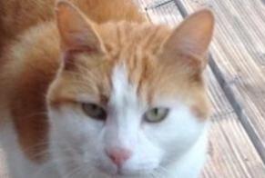 Disappearance alert Cat miscegenation Male , 9 years Praz-sur-Arly France