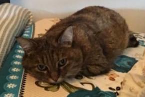 Disappearance alert Cat  Female , 14 years Viry-Châtillon France