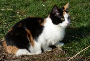 Disappearance alert Cat Female , 7 years Compiègne France