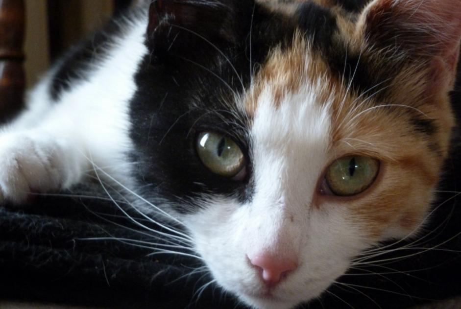 Disappearance alert Cat Female , 9 years Compiègne France