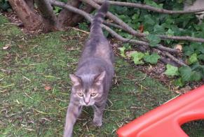 Disappearance alert Cat Female , 11 years Sucy-en-Brie France