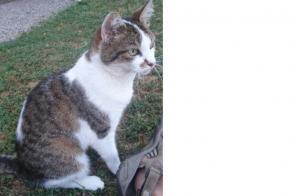 Disappearance alert Cat miscegenation Female , 14 years Fillinges France
