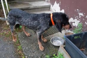 Discovery alert Dog  Male Aiton France