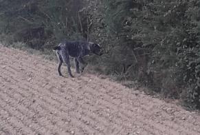 Disappearance alert Dog  Female , 7 years Baulon France