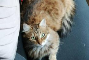 Disappearance alert Cat miscegenation Female , 8 years Lorient France