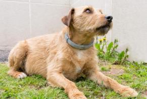 Disappearance alert Dog miscegenation Male , 4 years Saint-Claude France