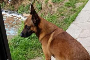 Disappearance alert Dog  Male , 6 years Saint-Martin-d'Abbat France