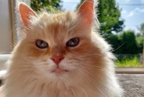 Disappearance alert Cat  Male , 5 years Motreff France