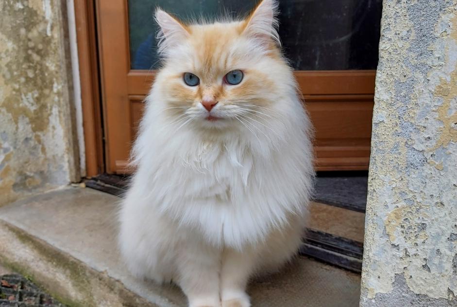 Disappearance alert Cat  Male , 7 years Motreff France