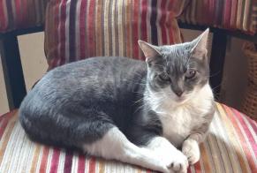 Disappearance alert Cat Female , 5 years Montiers-sur-Saulx France