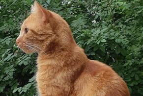 Disappearance alert Cat Male , 5 years Grigny France