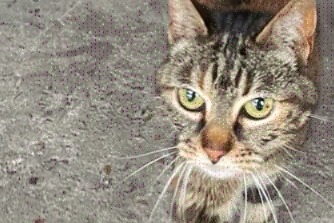 Discovery alert Cat Female Trélazé France